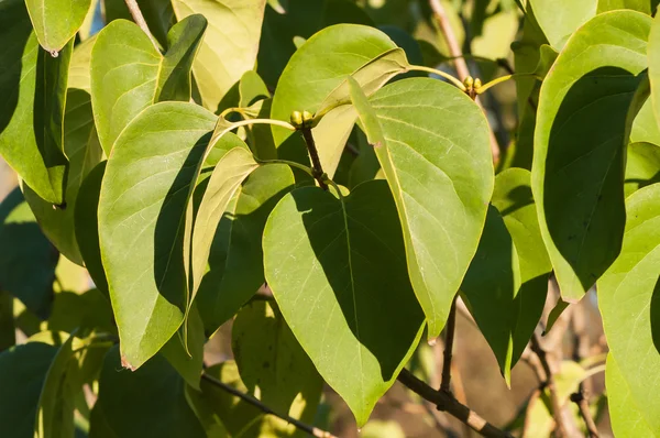 Folhas verdes no sol de outono — Fotografia de Stock