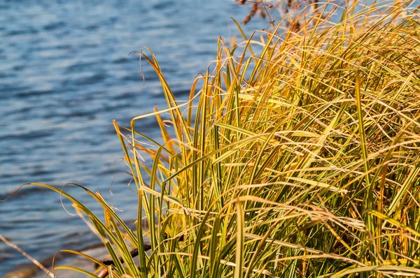 Grass over water — Stock Photo, Image