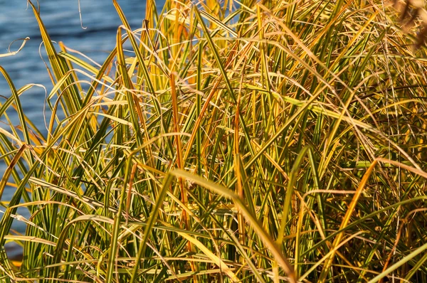 Grass over water — Stock Photo, Image