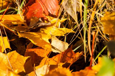 Orman katta sarı yapraklar