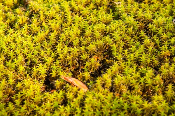 Leaves moss land — Stock Photo, Image