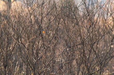 Gün batımında sihirli orman