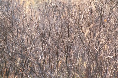 Gün batımında sihirli orman