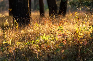 Sihirli sonbahar orman bitki kırmızı ve sarı çalılar ile