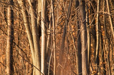 Gün batımında sihirli orman