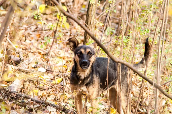 Bezpańskie bezpański pies w lesie jesienią — Zdjęcie stockowe