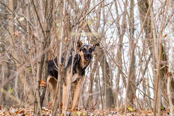 Bezpańskie bezpański pies w lesie jesienią — Zdjęcie stockowe