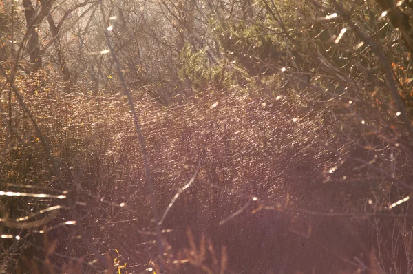 Gün batımında sihirli orman