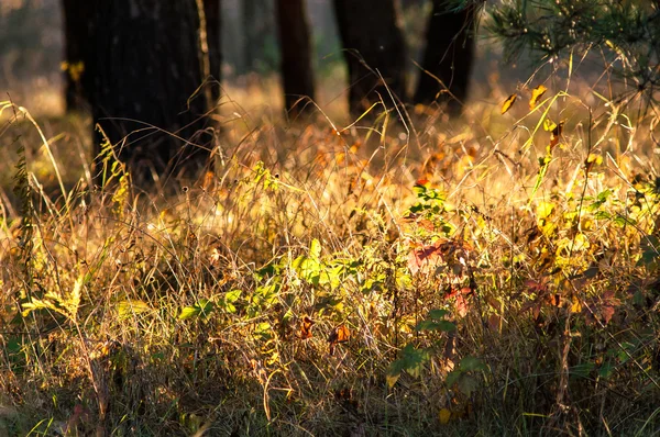 Sihirli sonbahar orman bitki kırmızı ve sarı çalılar ile
