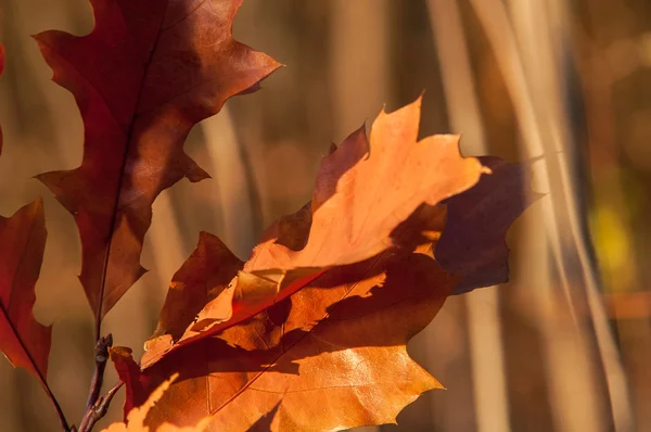 sonbaharda bir ağacın meşe yaprağı