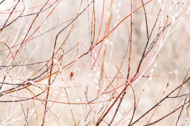 Sonbahar ormanda düşen yapraklar