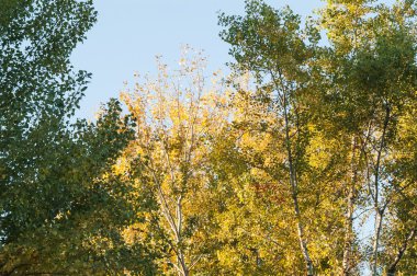 Sonbahar ormanında günbatımı