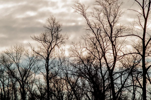 Sonbahar ormanda düşen yapraklar