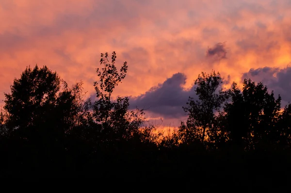 Fekete-erdő a felhők egy piros gyönyörű naplemente — Stock Fotó