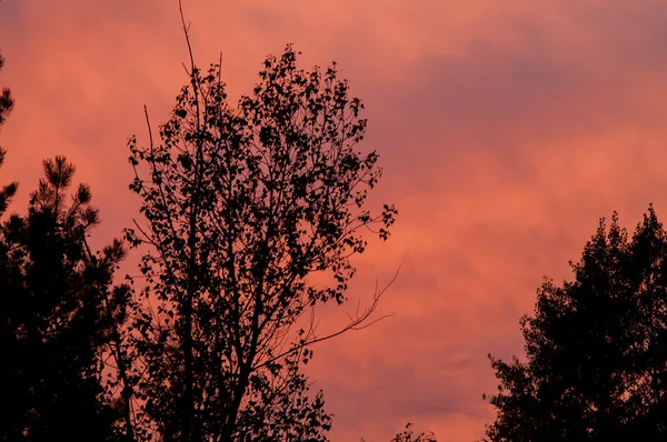 Floresta negra em um pôr do sol bonito vermelho com nuvens — Fotografia de Stock