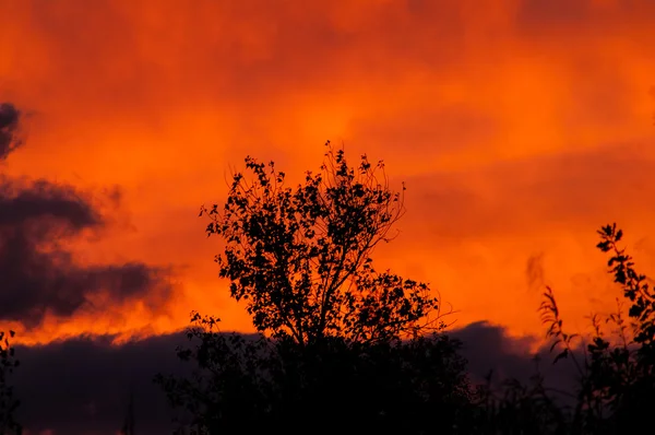 Forêt noire à un beau coucher de soleil rouge avec des nuages — Photo