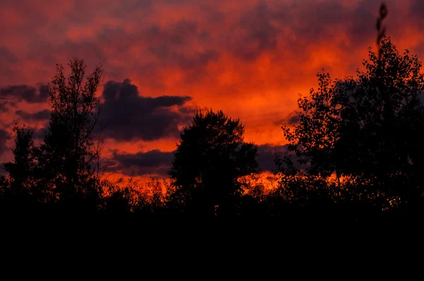 Forêt noire à un beau coucher de soleil rouge avec des nuages — Photo