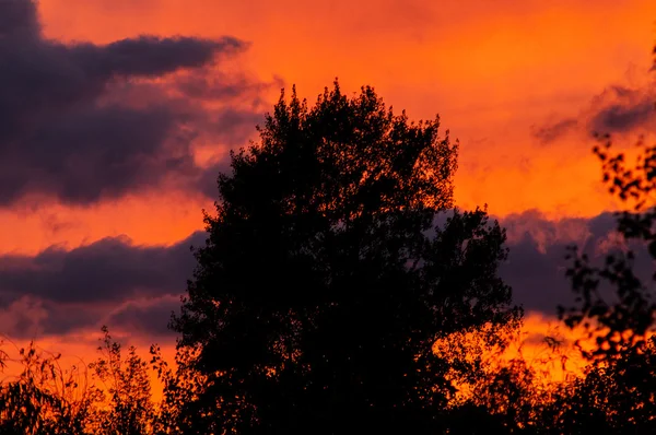 Bosque negro en una hermosa puesta de sol roja con nubes — Foto de Stock