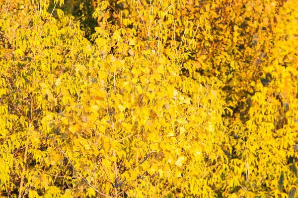 秋天森林里的落日 — 图库照片