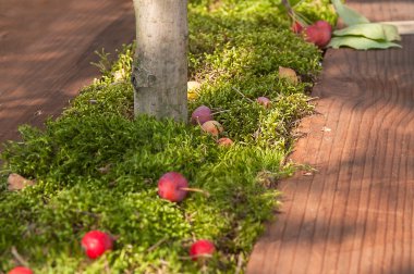 tasarım kararı peyzaj tasarım evlerinin 