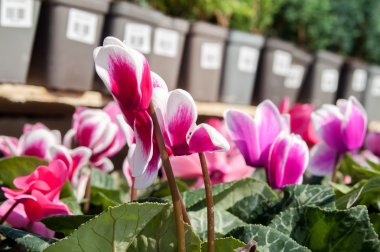 Bahçedeki kırmızı çiçek 