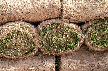 Yeşil çim bir rulo ambalaj için içine bükülmüş