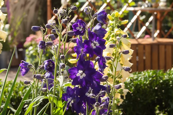 Jardín de flores azul —  Fotos de Stock