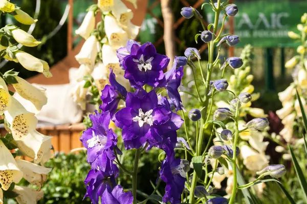 Jardín de flores azul —  Fotos de Stock