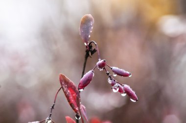 Kızamık ve dalları üzerinde yağmur 