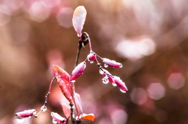 Kızamık ve dalları üzerinde yağmur 