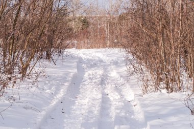 yol, iz kış orman