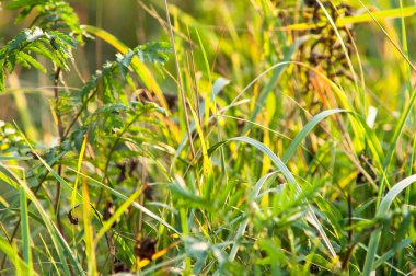 Güneş, Güneş ray ile çim
