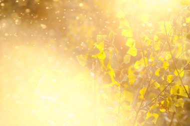 Gün batımında büyülü orman 