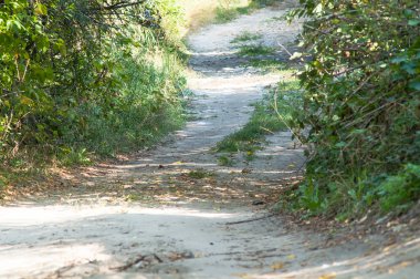 Ormandaki ağaçların arasından yol