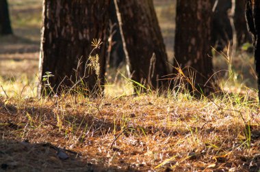 Don zemin utumn yaprakları