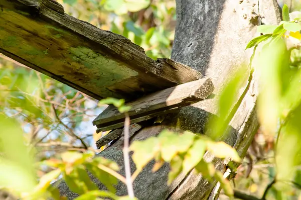 Tablero de madera clavado a un árbol — Foto de Stock