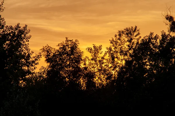 Bosque negro en una hermosa puesta de sol roja con nubes — Foto de Stock