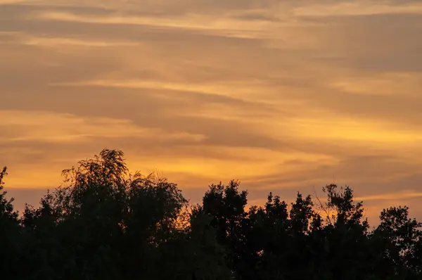 Forêt noire à un beau coucher de soleil rouge avec des nuages — Photo