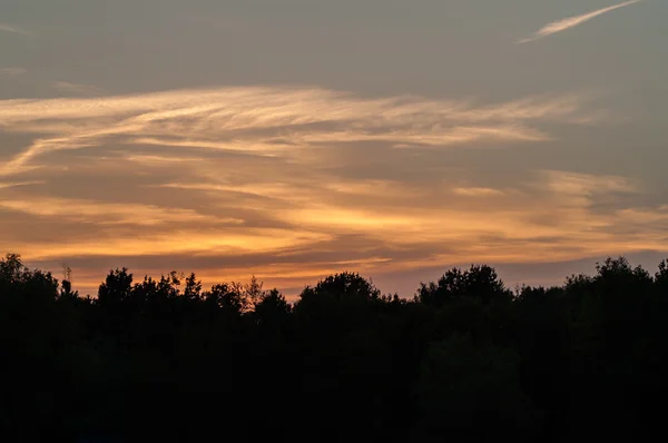 Černý les na červený krásný západ slunce s mraky — Stock fotografie