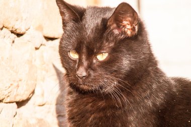 bir tuğla duvar yakınındaki kara kedi