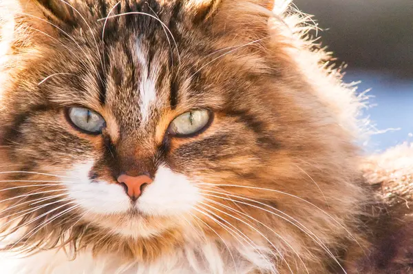 Retrato de un hermoso gato esponjoso — Foto de Stock