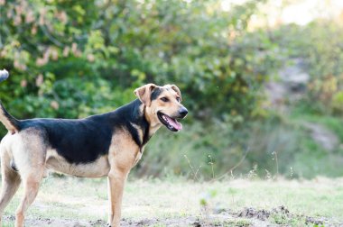 ormanda oynayan köpek