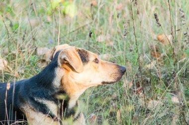 ormanda oynayan köpek
