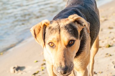 köpek sahilde oynarken 