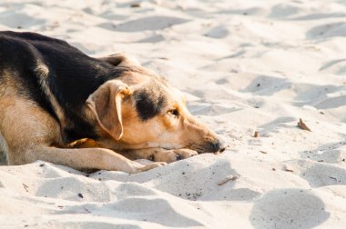 Kendini köpek sokak 