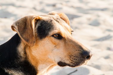 köpek sahilde oynarken 