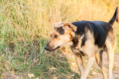 ormanda oynayan köpek