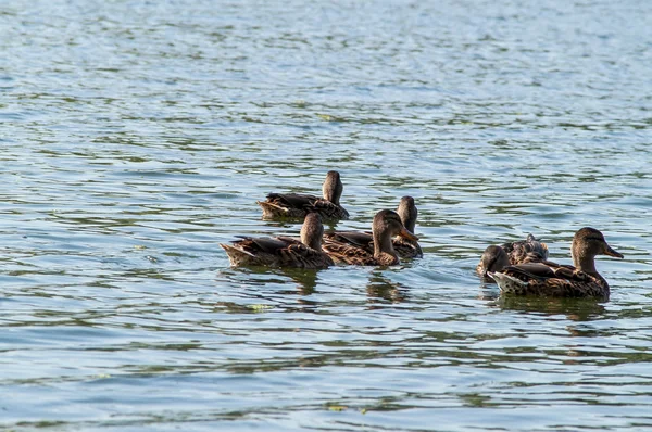 Pato na água — Fotografia de Stock