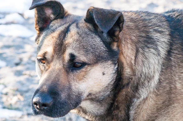 Itse eksynyt koira — kuvapankkivalokuva