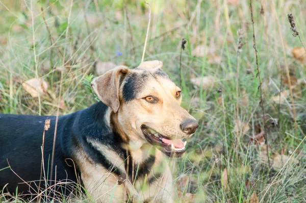 Dog playing in the  forest — Stock Photo, Image